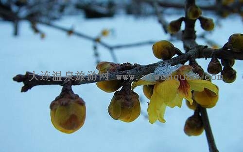 2009山東水簾峽迎春花節(jié)4月1日開幕